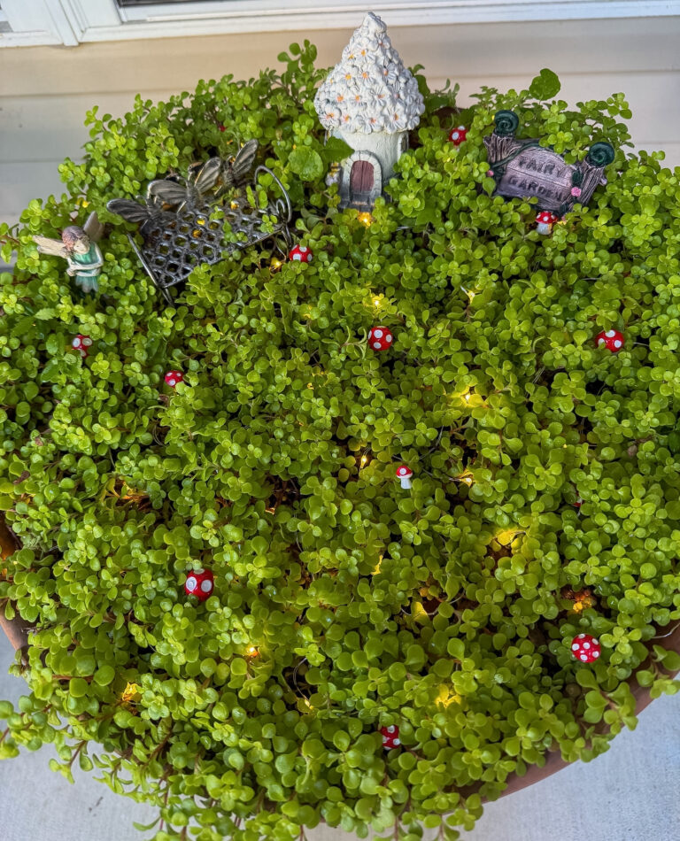 Adding whimsy to our porch- how to grow a fairy garden