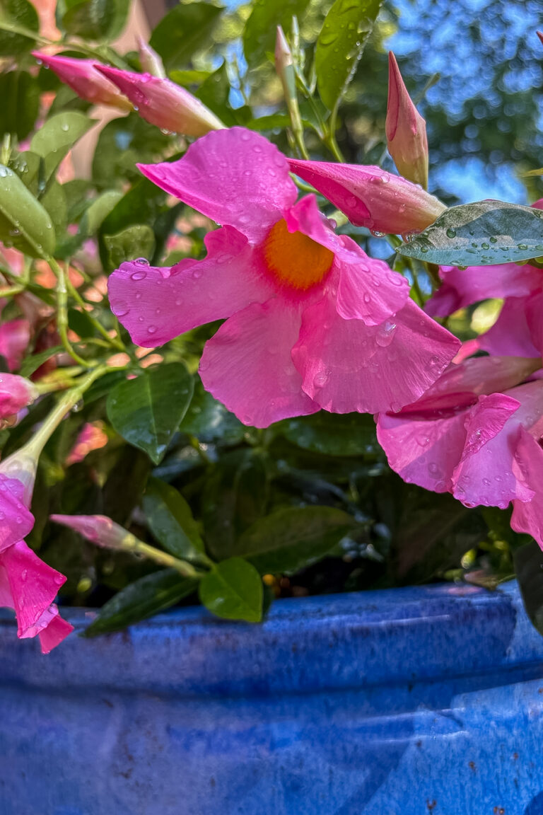 Beginner Gardening Essentials